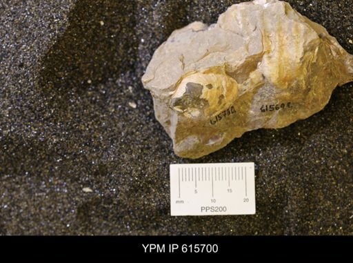 undet. Bivalvia