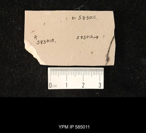 undet. Hexapoda