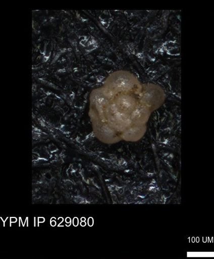 undet. Globigerinina