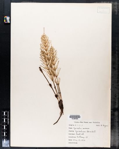 Equisetum arvense