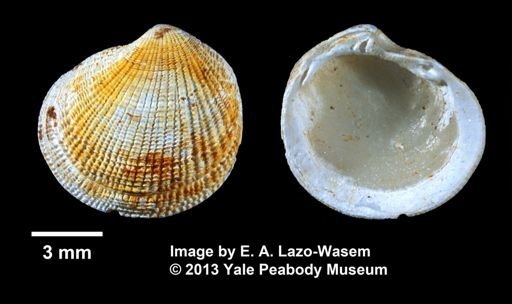 Codakia