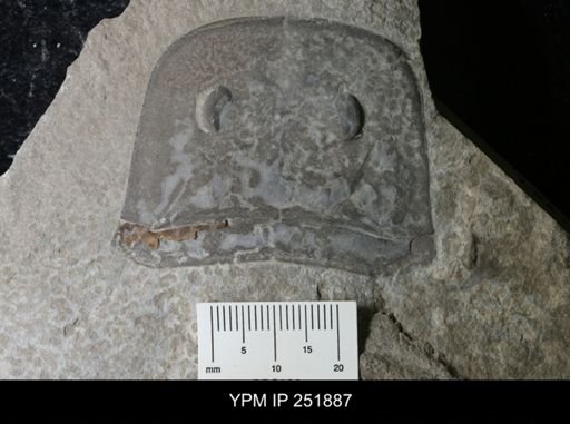 Eurypterus sp.