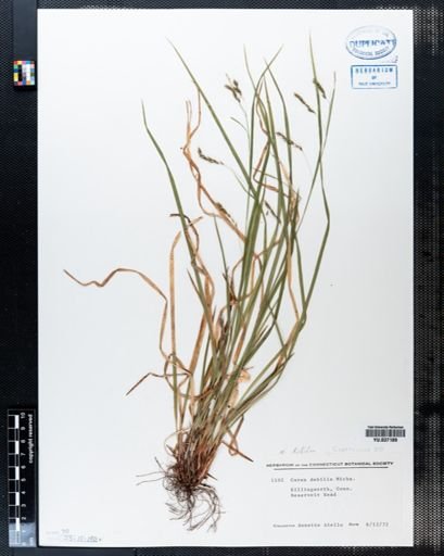 Carex debilis