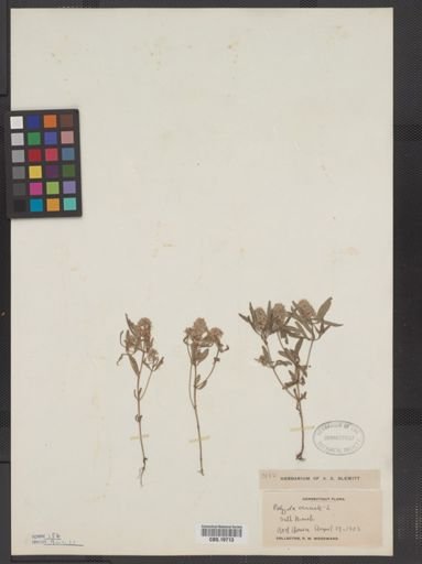 Polygala cruciata