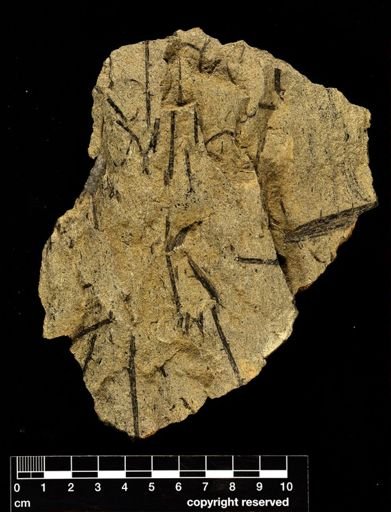 Psilophyton princeps