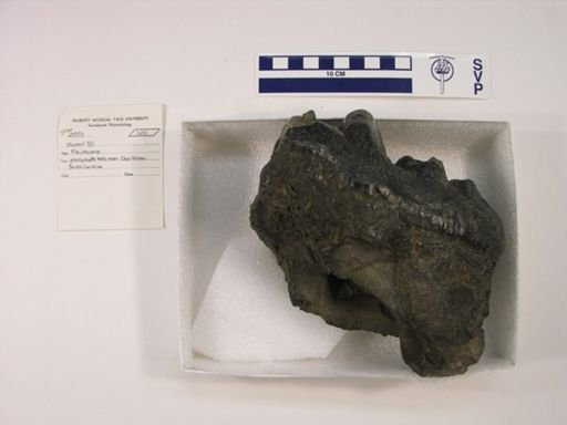 Mammut sp.
