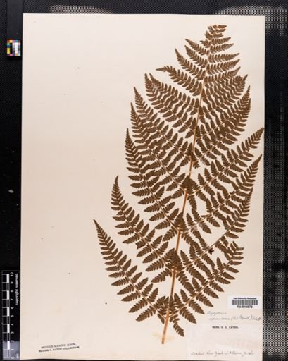 Dryopteris