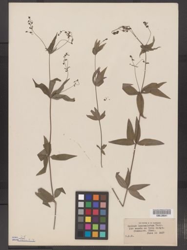 Galium lanceolatum