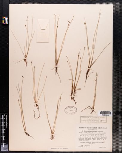 Eleocharis pauciflora