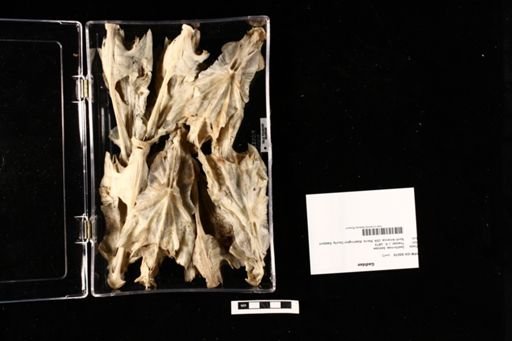 Gadidae