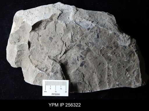 Eurypterida