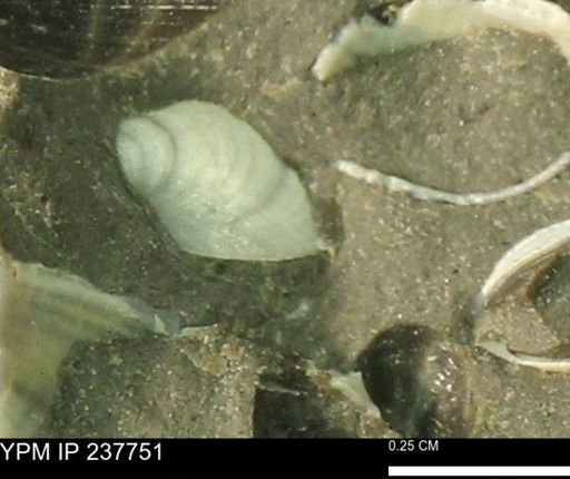 Limopsis striatopunctatus
