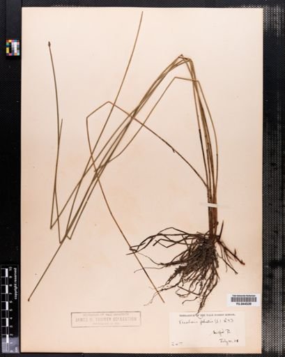 Eleocharis palustris