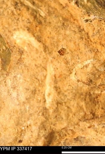undet. Mollusca