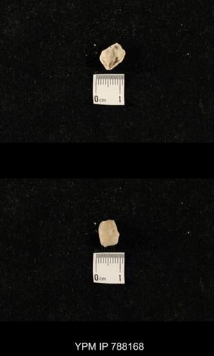 undet. Brachiopoda