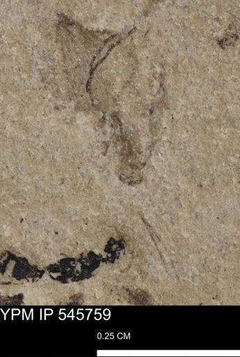 undet. Insecta