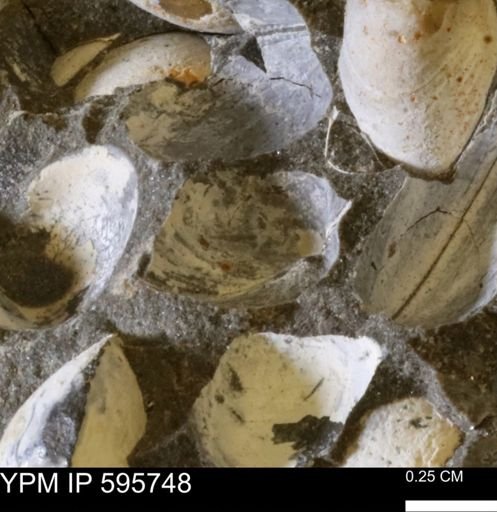 Protocardia sp.