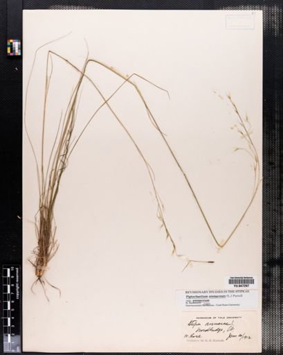 Piptochaetium avenaceum