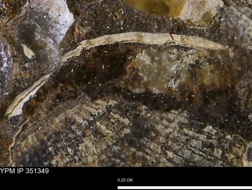 Limopsis striatopunctatus