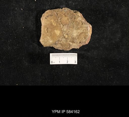 Myalina subquadrata