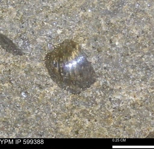 Protocardia subquadrata