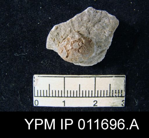 Marginifera manzanica