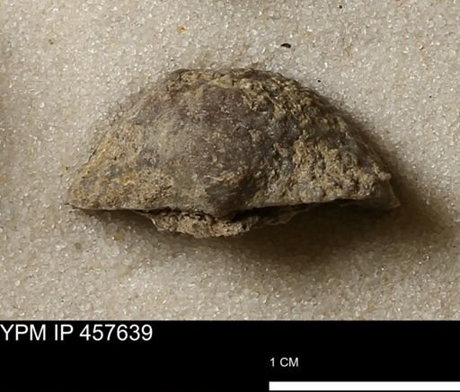 Helaspis sp.