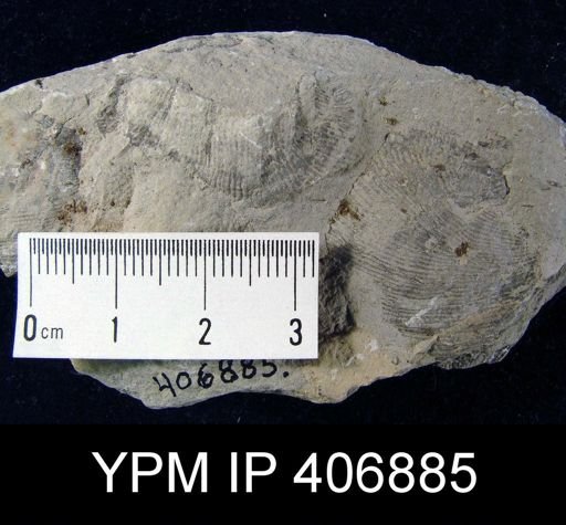 Linoproductus?