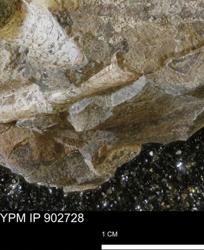 Baculites sp.
