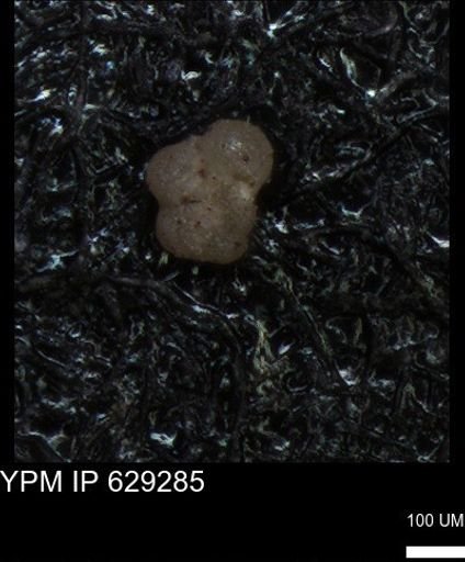 undet. Rugoglobigerinidae