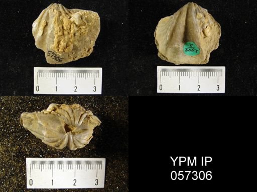 Eospirifer macropleura