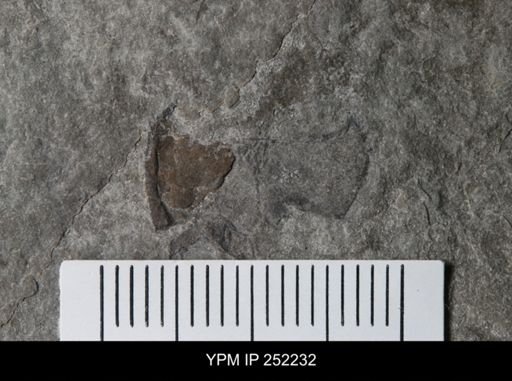 undet. Eurypterida