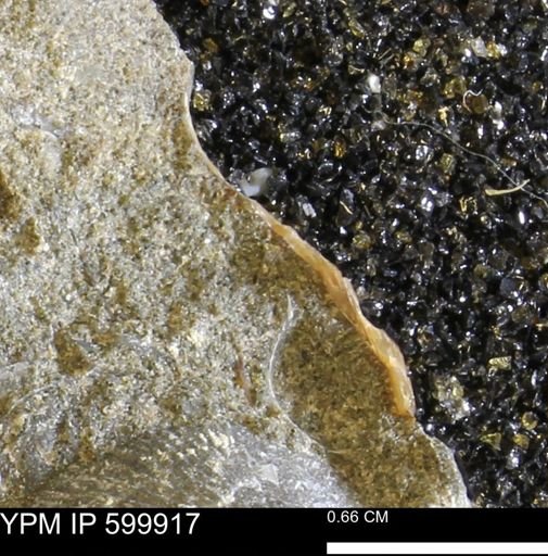 undet. Bivalvia