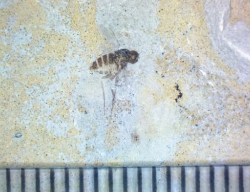 undet. Diptera
