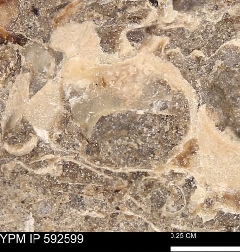 undet. Mollusca