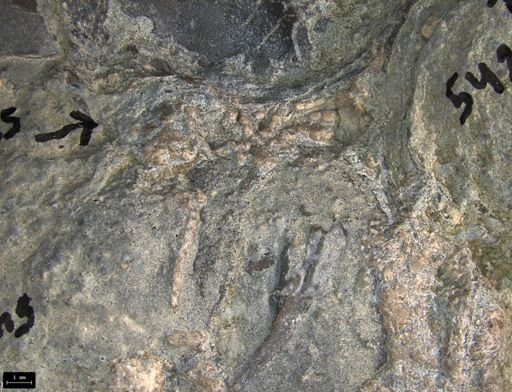Aplocoma damesii