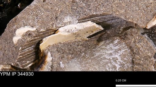 Limopsis striatopunctatus