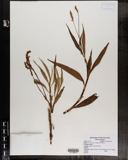 Plantae