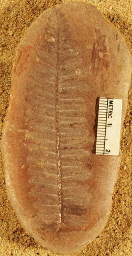 Pecopteris