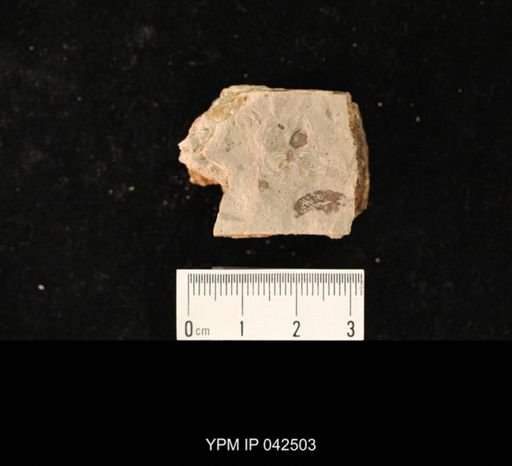 undet. Hexapoda