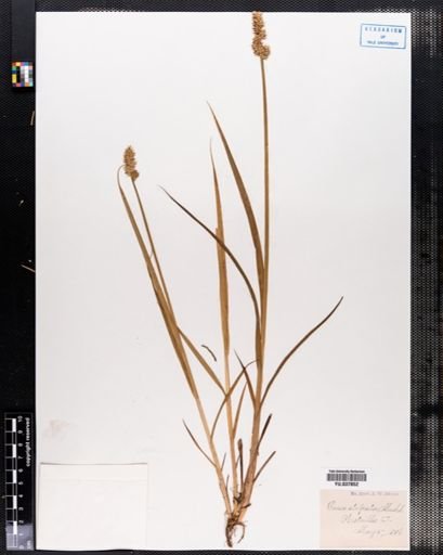 Carex stipata