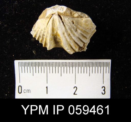 Spirifer hemicyclus