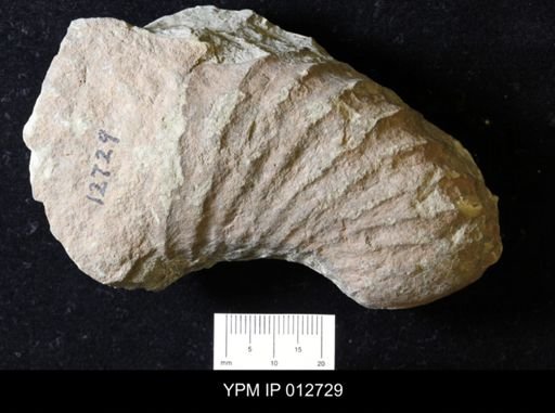 Gasconsoceras obesum