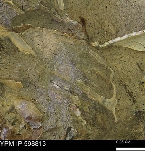 undet. Mollusca
