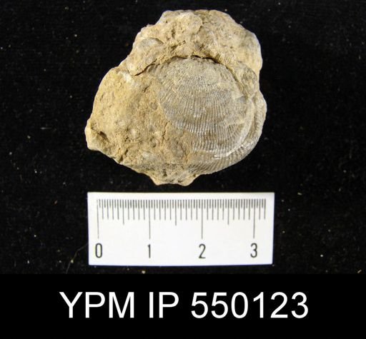 Linoproductus insinuatus