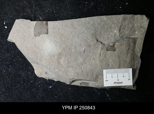 undet. Eurypterida