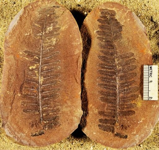 Pecopteris