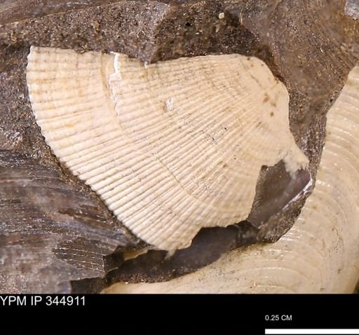 Parallelodon sp.