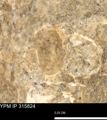 undet. Mollusca