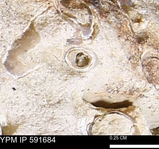 Serpulidae